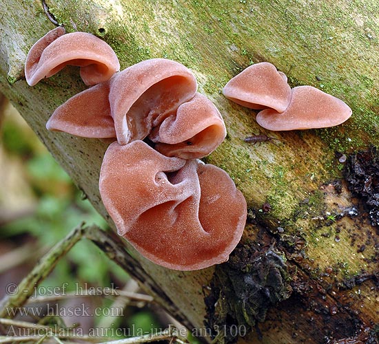 Auricularia auricula-judae am3100