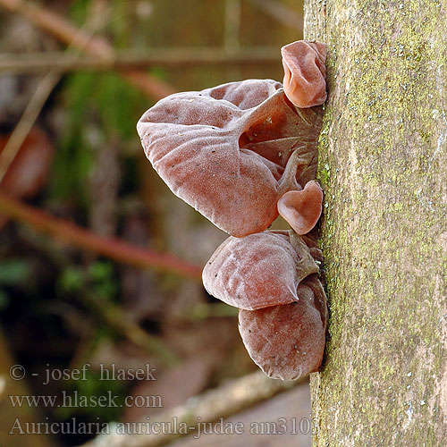 Bezgova uhljevka Auricularia auricula-judae Jew's Ears Ear