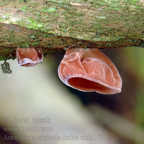 Auricularia auricula-judae Hirneola Exidia Peziza Tremella sambucina