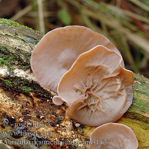 Auricularia auricula-judae am3112