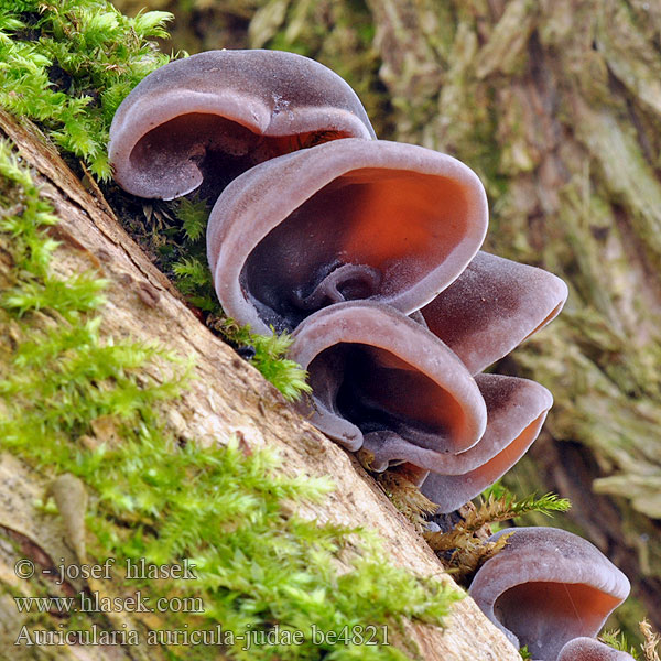 Auricularia auricula-judae be4821