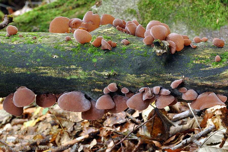 Jew's Ears Ear Auricularia auricula-judae