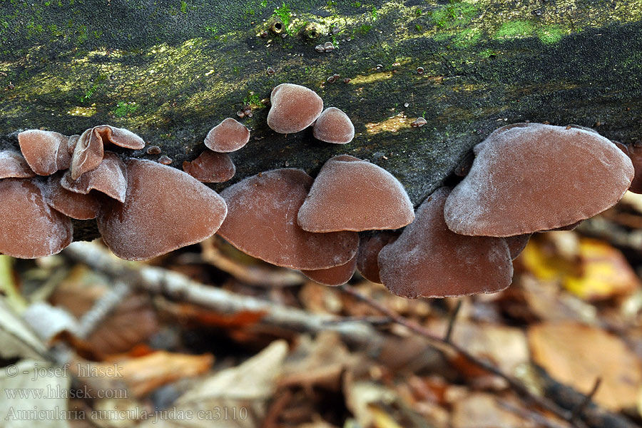 Almindelig judasøre Auricularia auricula-judae