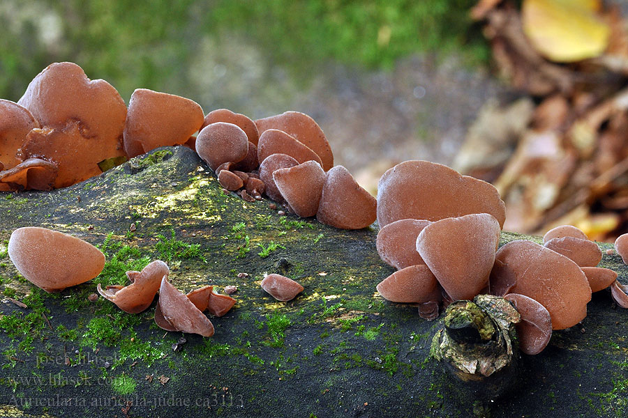 Juudaksenkorva Auricularia auricula-judae