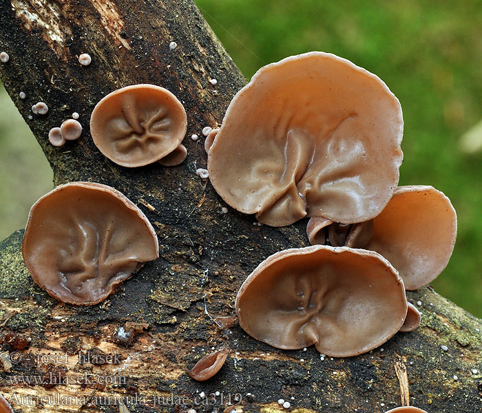 Oreille Judas Auricularia auricula-judae