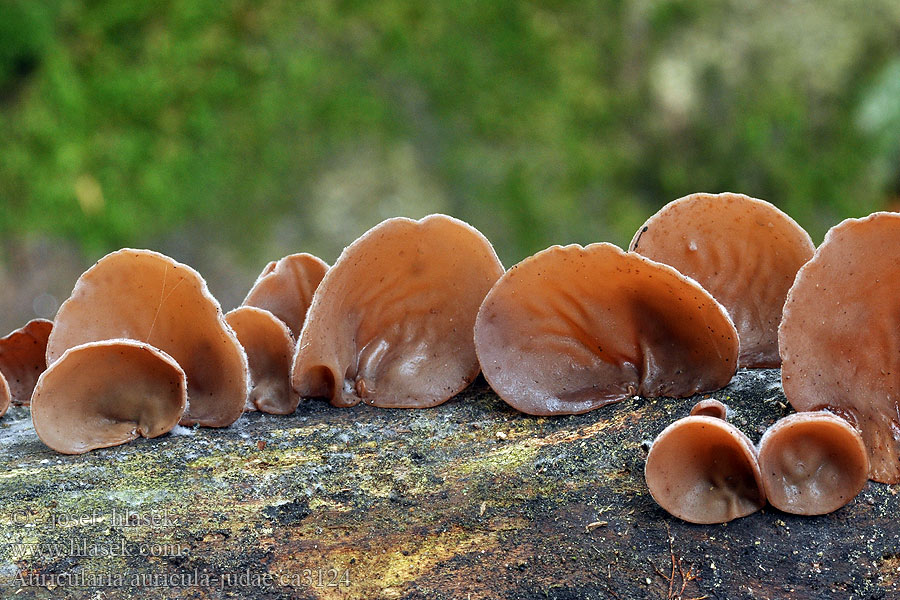 Boltcovitka ucho Jidášovo Auricularia auricula-judae