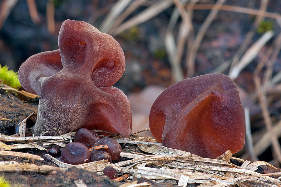 Judasohr Auricularia auricula-judae