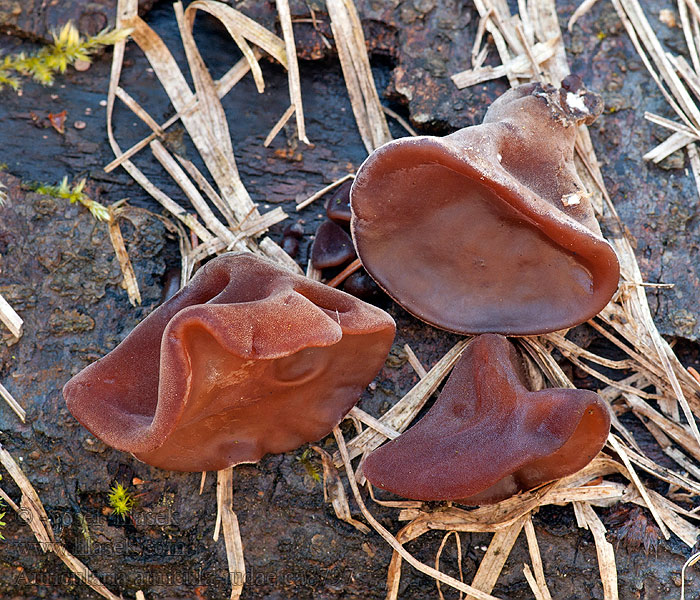 Boltcovitka ucho Jidášovo Auricularia auricula-judae