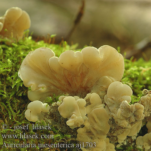 Auricularia mesenterica Boltcovitka mozkovitá střevovitá