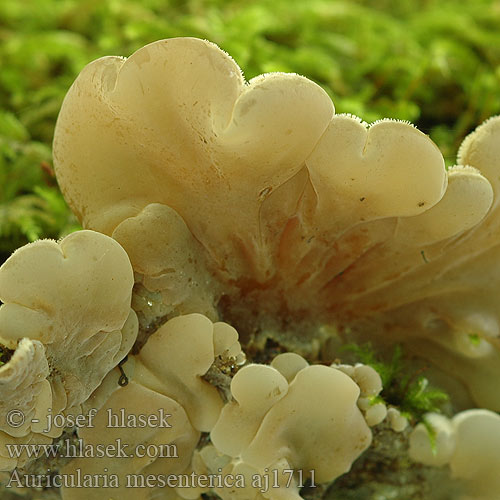 Auricularia mesenterica Uchovka pásikavá Uszak skórnikowaty