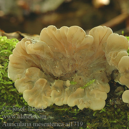 Auricularia mesenterica Gezonte Ohrlappenpilz Brestova uhljevka