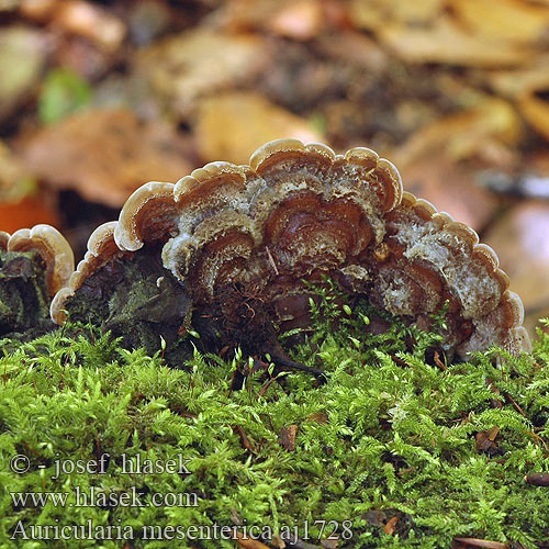 Auricularia mesenterica aj1728