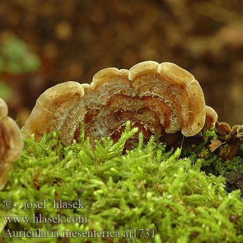 Auricularia mesenterica Skrukkeøre Аурикулярия