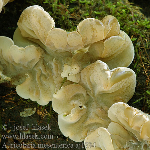 Auricularia mesenterica aj1734