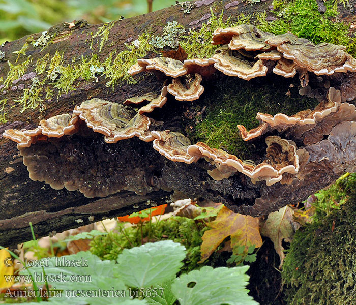 Auricularia mesenterica bi5657