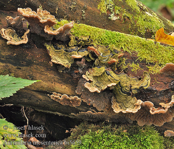 Auricularia mesenterica bi5659