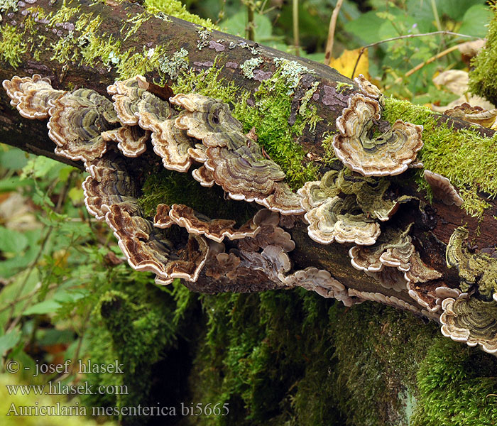 Auricularia mesenterica bi5665