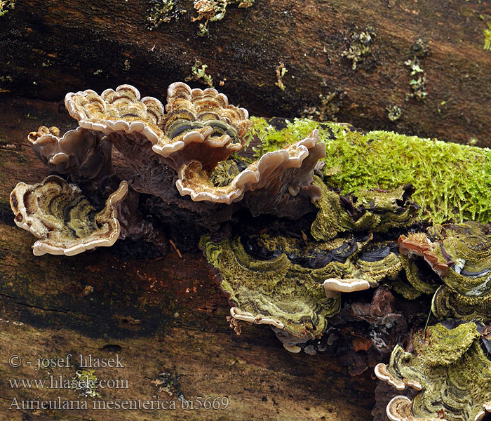 Auricularia mesenterica bi5669