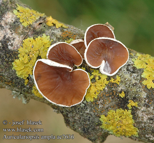 Auriculariopsis ampla Schizophyllum amplum Cyphella