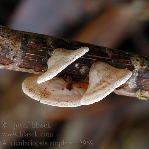 Auriculariopsis ampla am2969