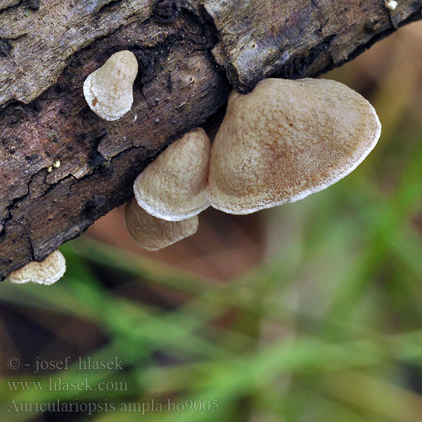 Auriculariopsis ampla bo9005