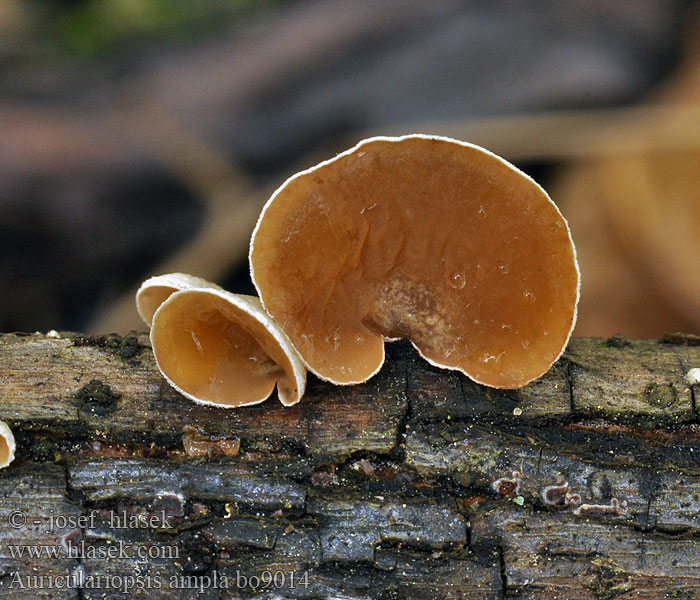 Auriculariopsis ampla Mušlovka plstnatá Škľabka plstnatá