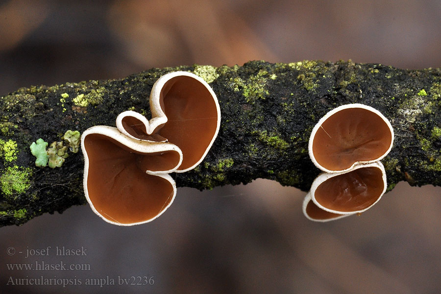 Auriculariopsis ampla Uszaczek kosmaty Rozszczepka kloszowa