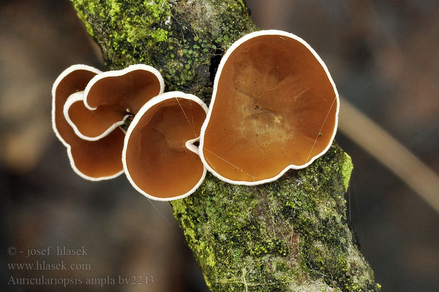 Auriculariopsis ampla Mušlovka plstnatá