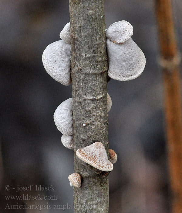 Mušlovka plstnatá Auriculariopsis ampla