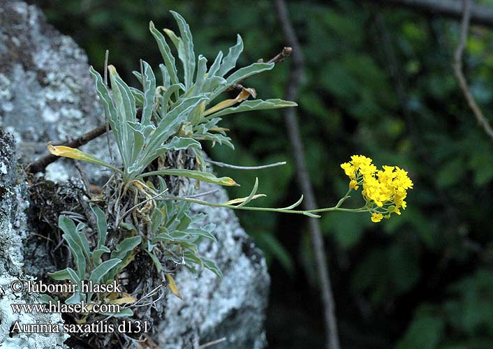 Aurinia saxatilis d131