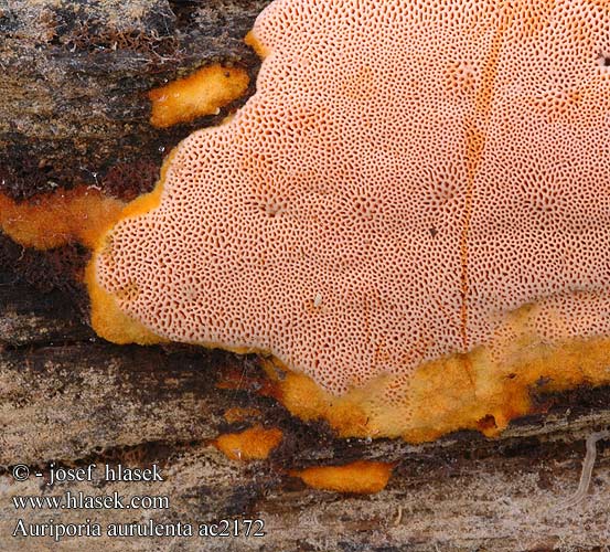 Auriporia aurulenta Pórnatka pomerančová