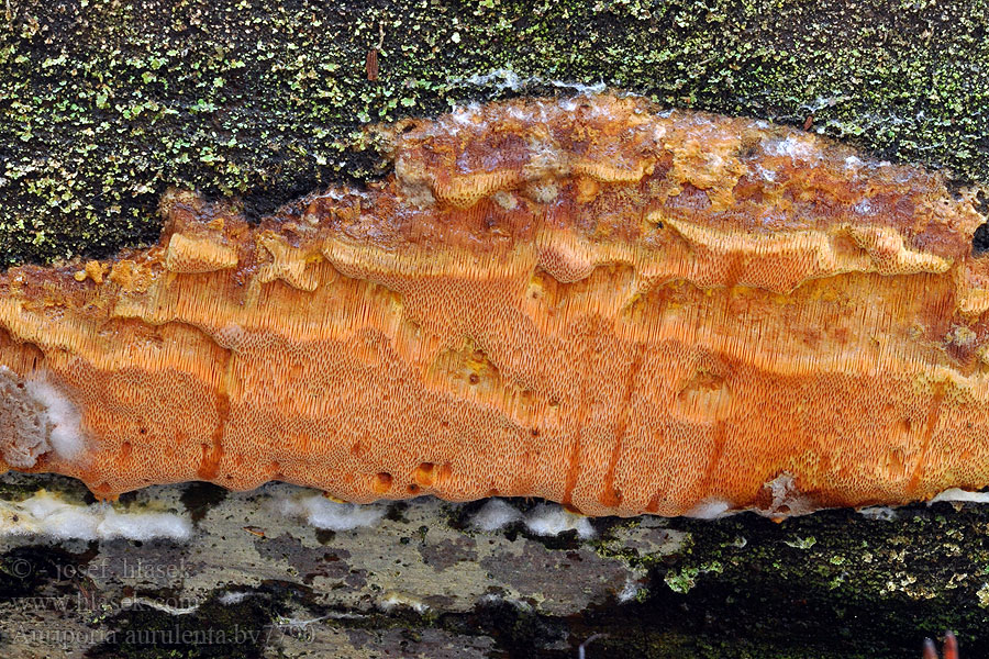 Duftender Goldporling Auriporia aurulenta