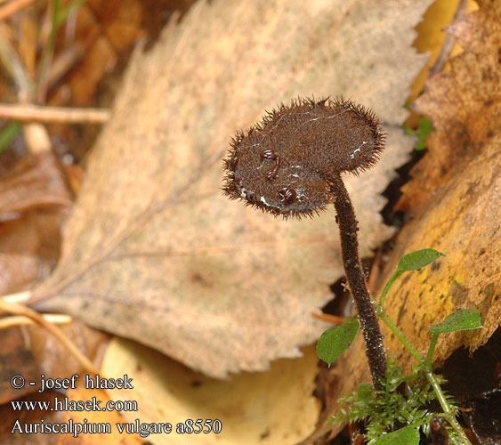 Auriscalpium vulgare Gray ear pick fungus Koglepigsvamp