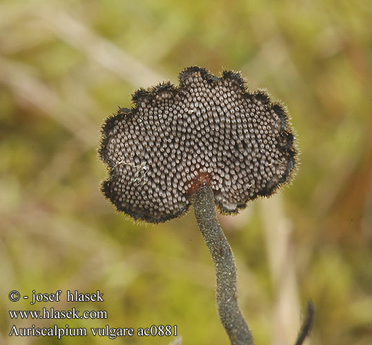 Auriscalpium vulgare ac0881