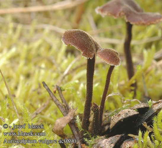 Auriscalpium vulgare hydne cure-oreille Oorlepelzwam