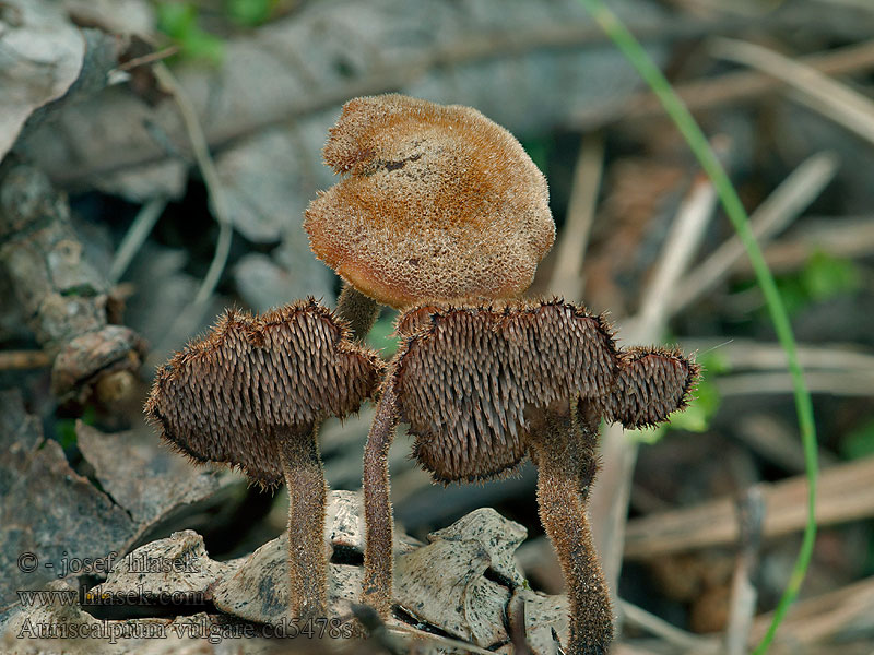 Gray ear pick fungus Auriscalpium vulgare