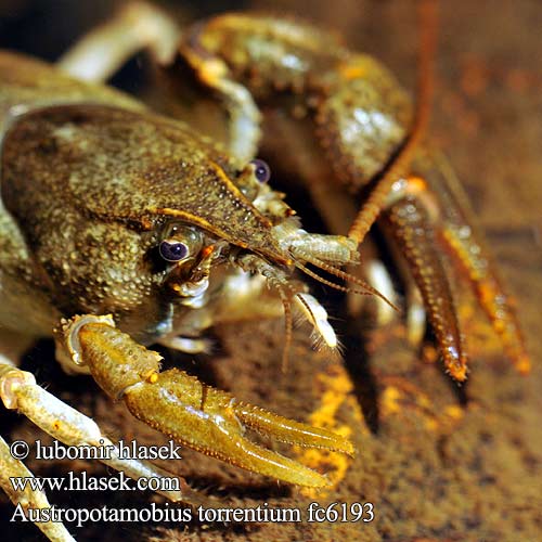 Austropotamobius torrentium Astacus Stone crayfish Поточен