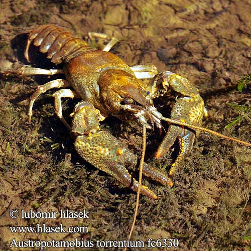 Koščak Cangrejo torrentes Stenkräfta Austropotamobius torrentium