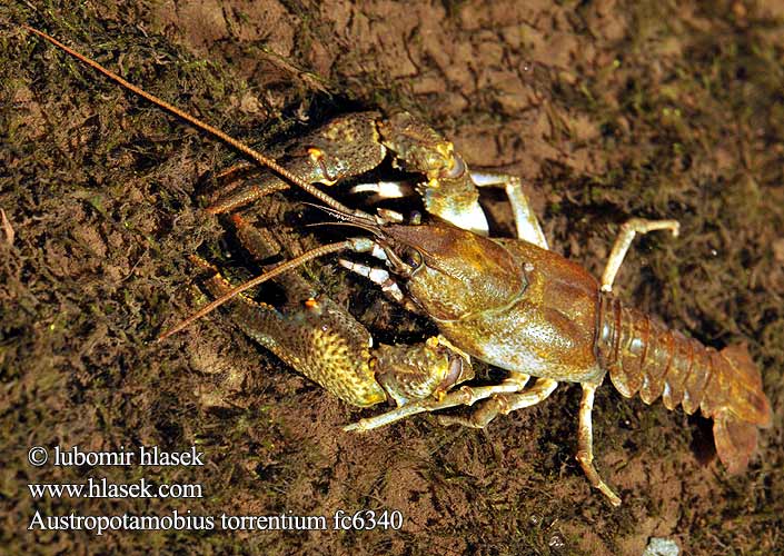 Astacus torrentium Austropotamobius Stone crayfish Поточен