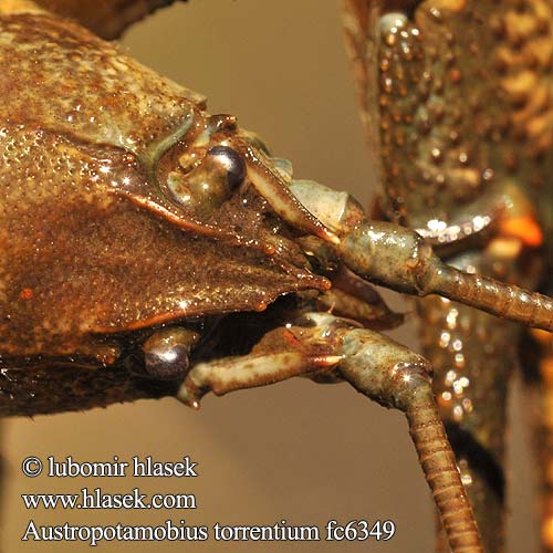 Stone crayfish Поточен рак Steinkrebs Bachkrebs