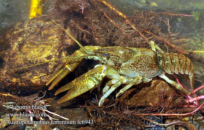 Steenkreeft Kameni rak Potočni Gambero torrente Rak potokowy