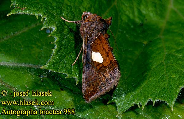 Autographa bractea Kovolesklec jestřábníkový Quellhalden-Goldeule