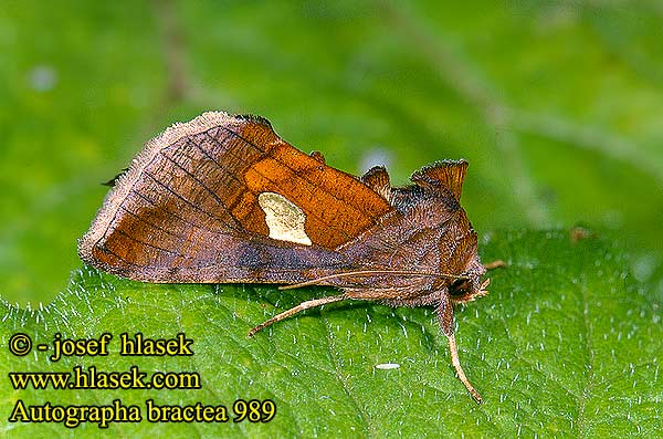 Autographa bractea Gold Spangle Mora veľkoškvrnná Feuille d'or