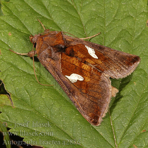 Autographa bractea Металловидка красно-бурая позолоченная