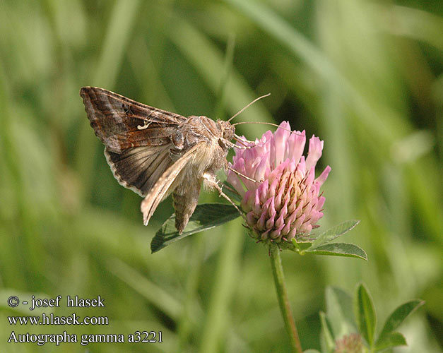 Autographa gamma Silver Y Noctuelle gamma Gammabagoly Gammaeule
