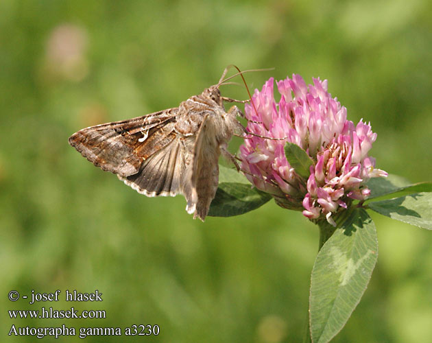 Noctuido gamma Gammafly Gammayökkönen Gammaugle Gamma-uil