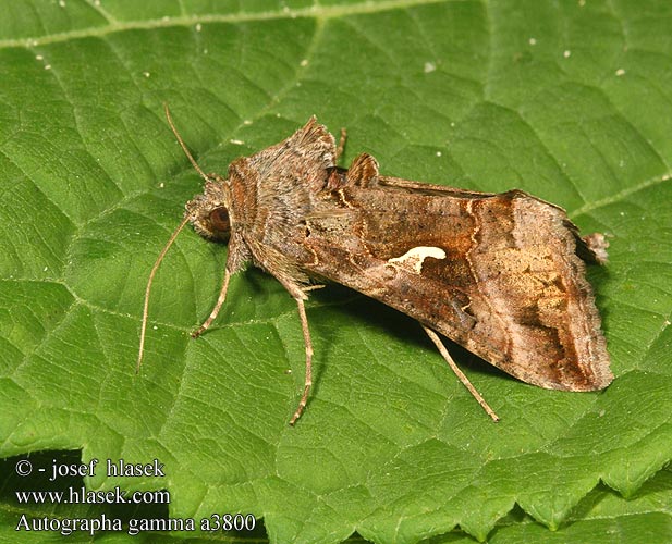 Совка гамма ガンマキンウワバ Gamma Kelebeği Autographa gamma