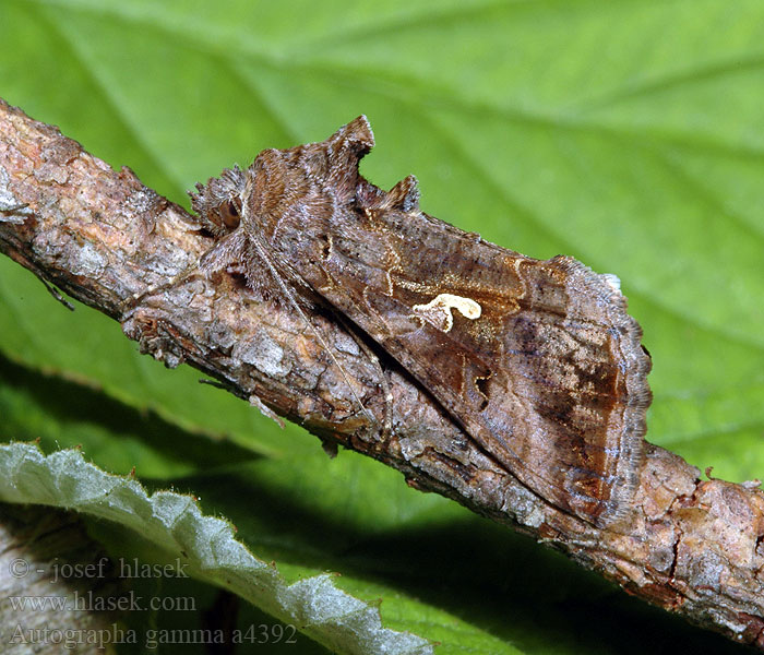 Autographa gamma Silver Y