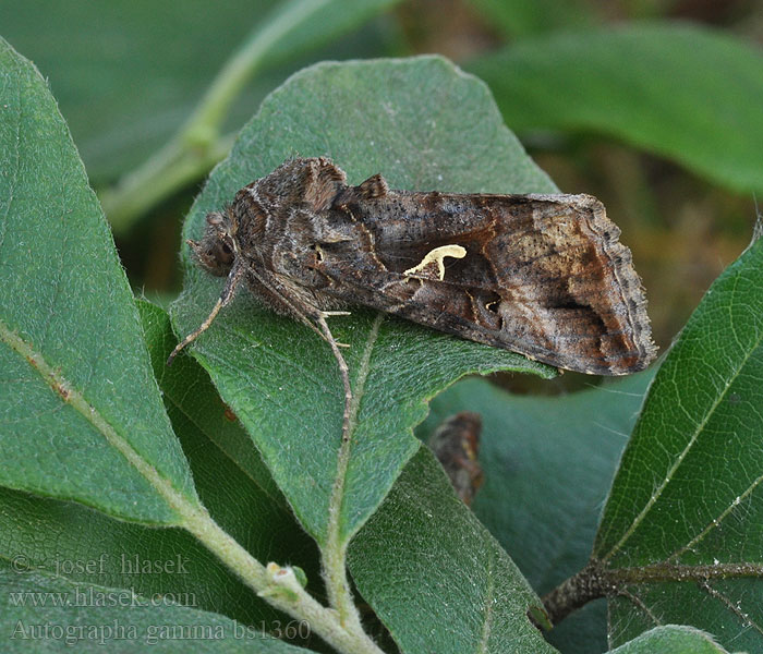 Kovolesklec gama Autographa gamma