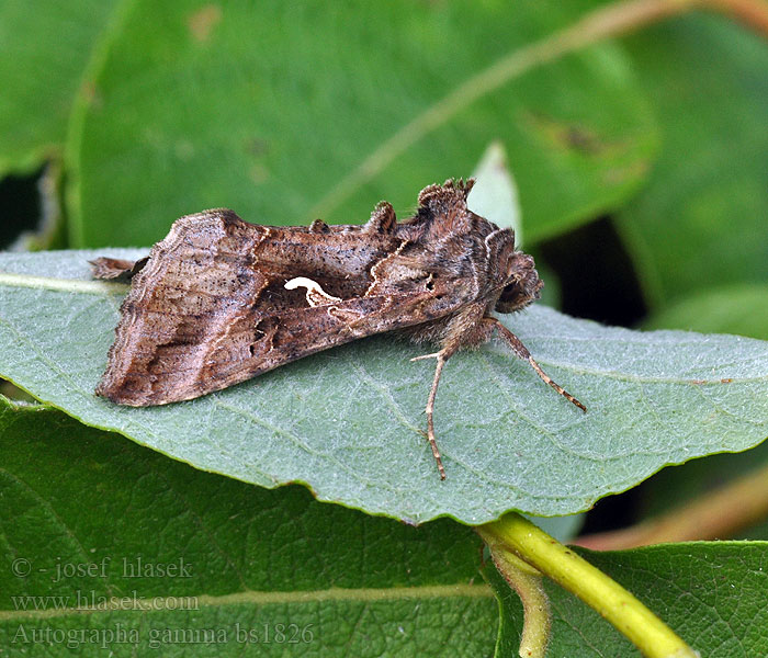 Autographa gamma Noctuelle gamma